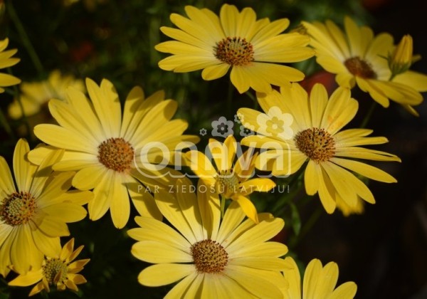 Osteospermum ecklonis Erato Compact Yellow