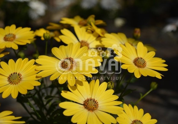 Osteospermum ecklonis Erato Compact Yellow