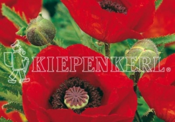 Papaver orientale Allegro (XXL)