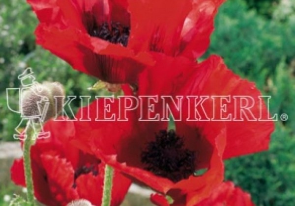 Papaver orientale Beauty of Livermere (XXL)