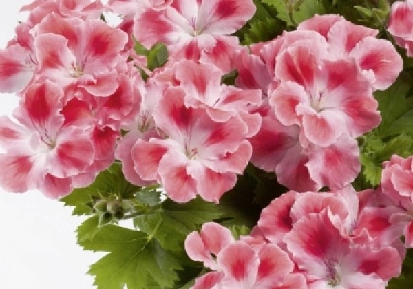 Pelargonium grandiflorum Clarion Peach