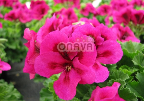 Pelargonium grandiflorum Clarion Violet