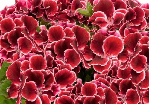 Pelargonium grandiflorum Aristo Red Beauty