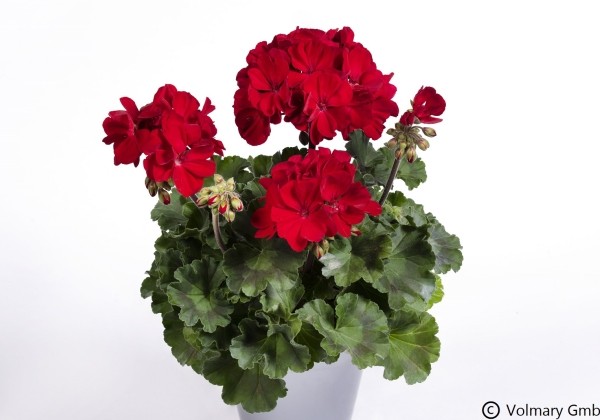 Pelargonium hybridum Summer Lovers Ruby
