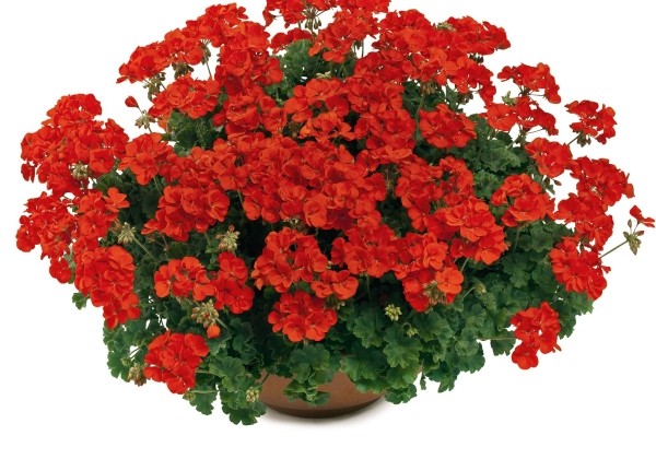 Pelargonium hybridum Summer Lovers Scarlet