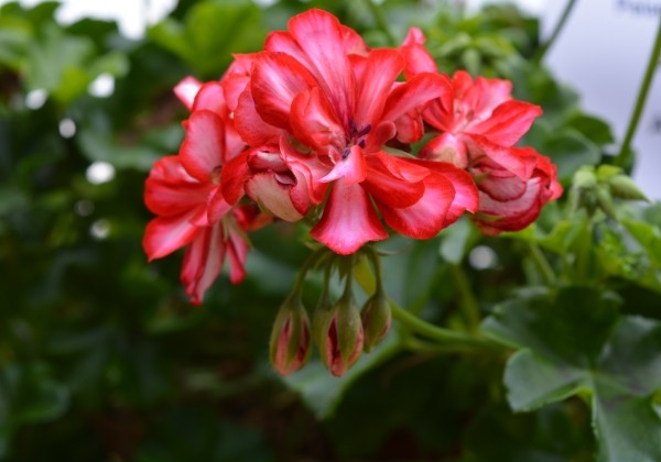 Pelargonium peltatum Grandeur Ivy Arctic Scarlet
