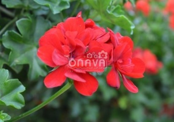 Pelargonium peltatum Grandeur Ivy Red