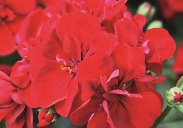 Pelargonium peltatum Grandeur Ivy True Red