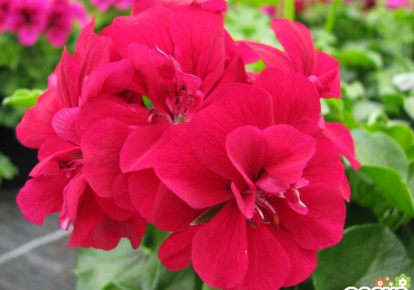 Pelargonium peltatum Grandeur Ivy Velvet
