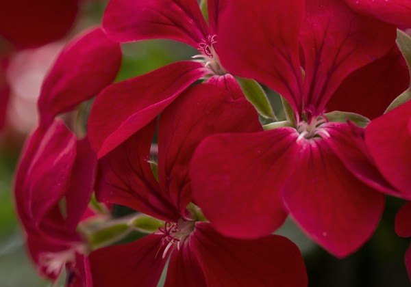 Pelargonium peltatum Gerainbow Dark Red