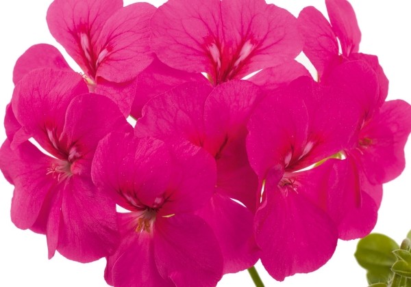 Pelargonium peltatum Gerainbow Neon