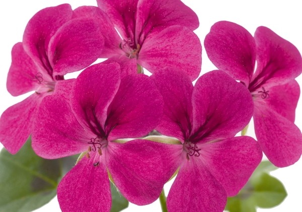 Pelargonium peltatum Gerainbow Magenta