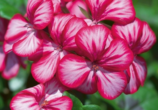 Pelargonium peltatum Gerainbow Dark Red Bicolor