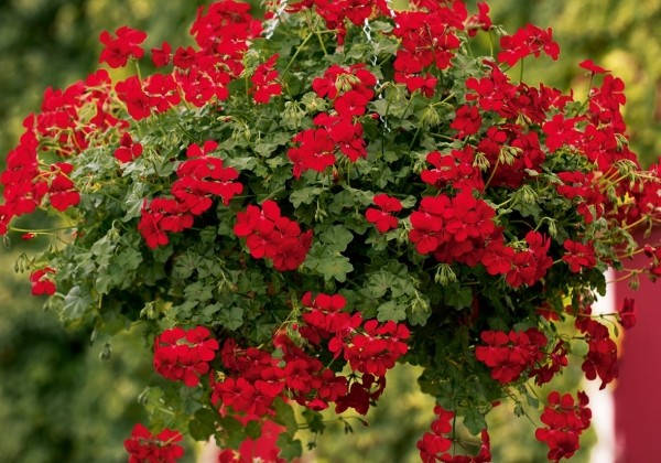 Pelargonium peltatum Gerainbow Red
