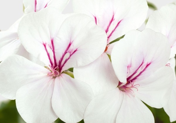 Pelargonium peltatum Gerainbow White