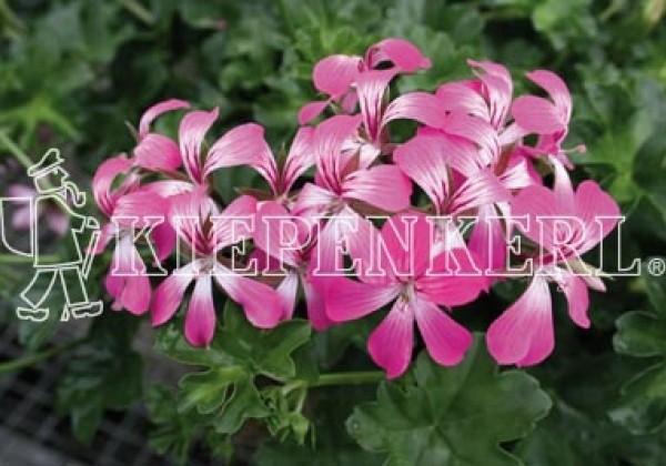 Pelargonium peltatum Decora Bicolor