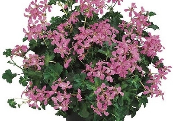 Pelargonium peltatum Decora Lilac