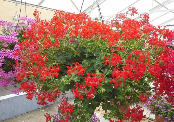 Pelargonium peltatum Decora Red