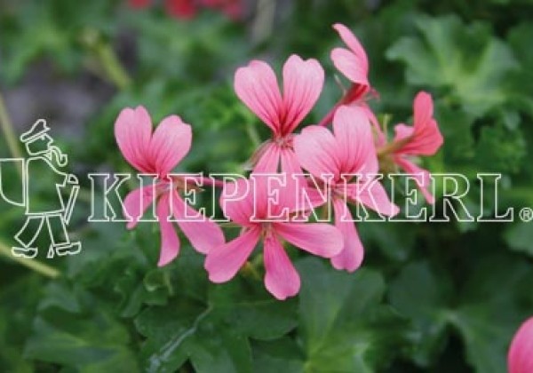 Pelargonium peltatum Decora Rose