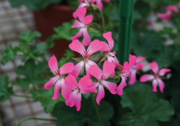 Pelargonium peltatum Ville de Paris Dark Pink