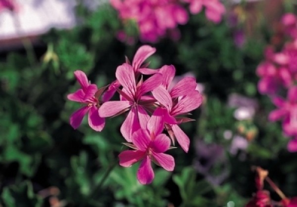 Pelargonium peltatum Ville de Paris Lilac