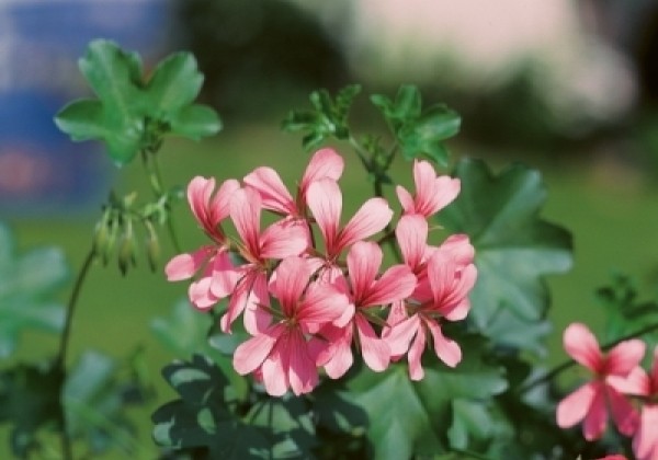 Pelargonium peltatum Ville de Paris Rose