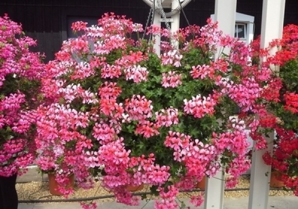 Pelargonium peltatum Ville de Paris Rose