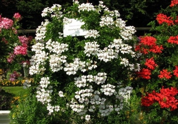 Pelargonium peltatum Ville de Paris White