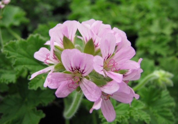 Pelargonium species Grandeur Odorata Rose