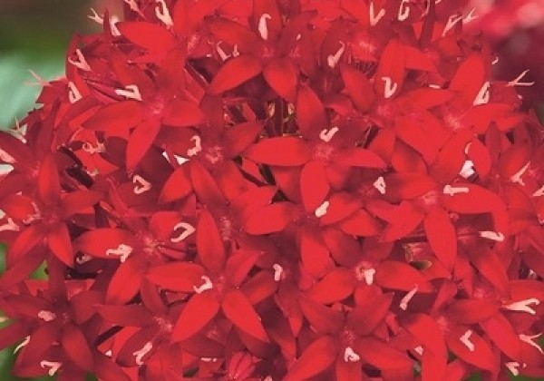 Pentas lanceolata Graffiti F1 Red Velvet