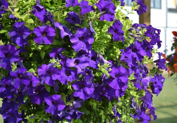 Petunia atkinsiana Surfinia Blue