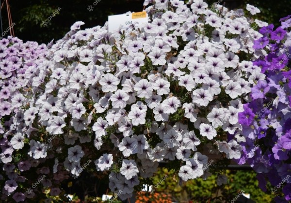 Petunia atkinsiana Surfinia Blue Vein