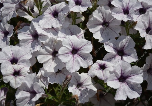 Petunia atkinsiana Surfinia Blue Vein