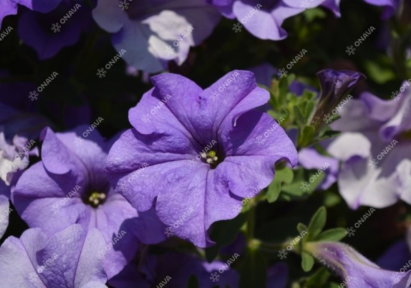 Petunia atkinsiana Surfinia Heavenly Blue