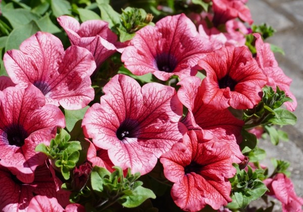 Petunia atkinsiana Surfinia Hot Red