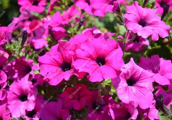 Petunia atkinsiana Surfinia Purple (XXL)