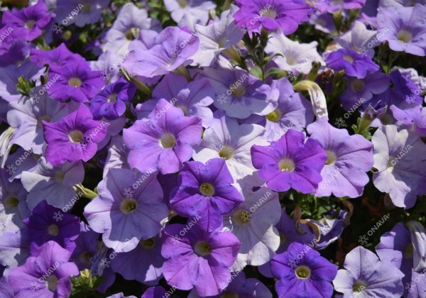 Petunia atkinsiana Surfinia Sky Blue