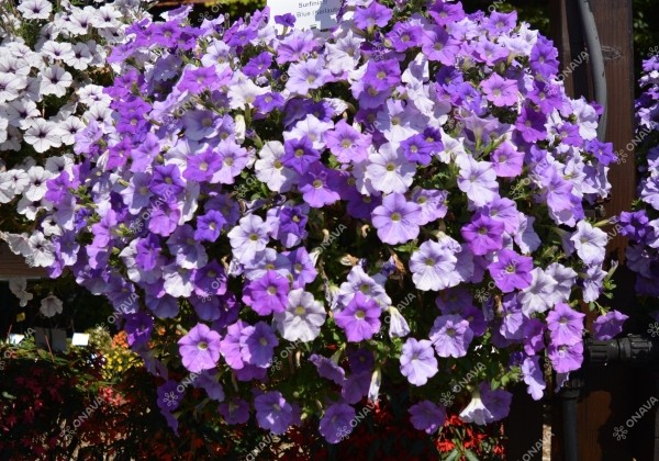 Petunia atkinsiana Surfinia Sky Blue