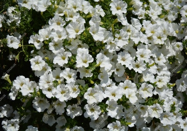 Petunia atkinsiana Surfinia White