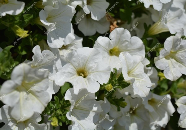 Petunia atkinsiana Surfinia White