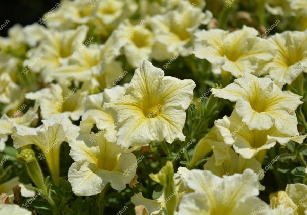 Petunia atkinsiana Surfinia Yellow
