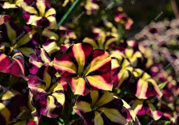 Petunia atkinsiana Fortado Burgundy Vanilla
