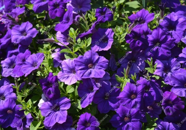 Petunia atkinsiana Fortado Deep Blue