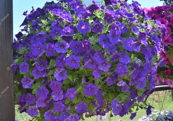 Petunia atkinsiana Fortado Deep Blue