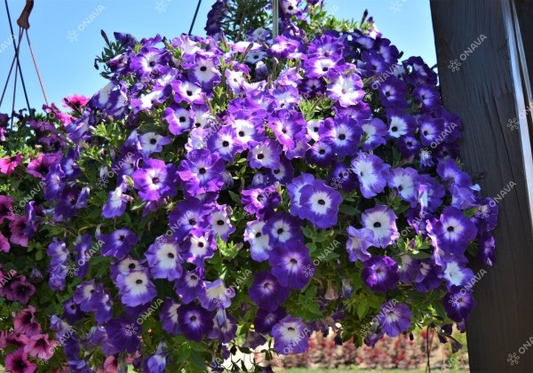 Petunia atkinsiana Fortado Midnight Moon