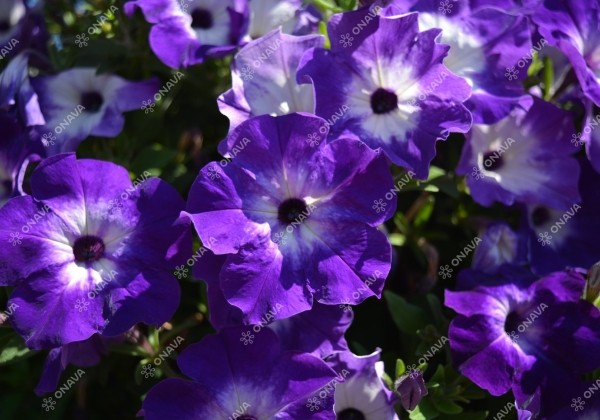Petunia atkinsiana Fortado Midnight Moon