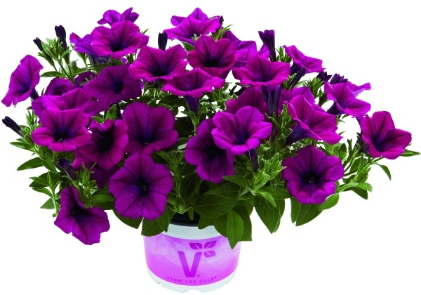 Petunia atkinsiana Fortado Purple (XXL)