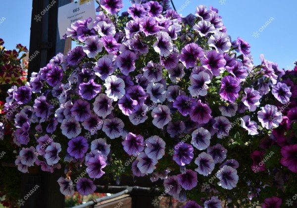 Petunia atkinsiana Fortado Purple Vein
