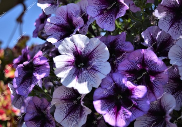 Petunia atkinsiana Fortado Purple Vein