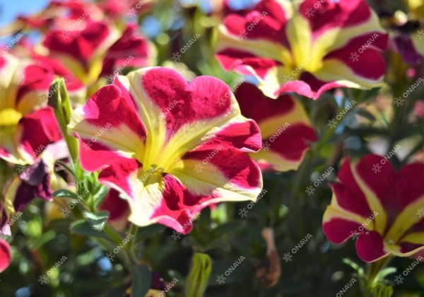 Petunia atkinsiana Fortado Queen of Hearts